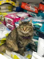 İstanbul Kedi Pansiyon