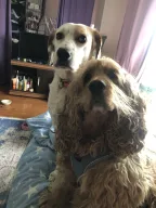 Silivri köpek oteli ( Patili dostlar oteli)