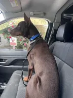 Pet Nakliye / Pet Taksi İstanbul | Kedi Köpek Nakil, Transfer & Hayvan Kargo
