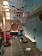 Kedi bakım ve pansiyon konaklama