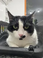 Bayrampaşa Vetmedical Veteriner Kliniği