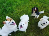 Neşeli Pet Otel | Köpek Oteli | Kedi Oteli