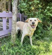 Patili Villam Köpek Oteli
