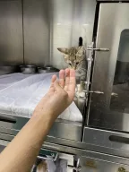 PATİLOJİ VETERİNER POLİKLİNİĞİ EYÜPSULTAN, ALİBEYKÖY, KAĞITHANE, YEŞİLPINAR, SÜTLÜCE, BEŞİKTAŞ İSTANBUL 7/24 ACİL VETERİNER