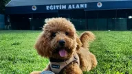 Köpek Oteli ve Pansiyonu - Loyal Friend