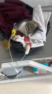 BAYRAMPAŞA NÖBETÇİ 7/24 VETERİNER PET ADDRESS VETERİNER POLİKLİNİĞİ