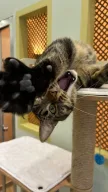 İSTANBUL KEDİ OTELİ | Kedi Pansiyonu